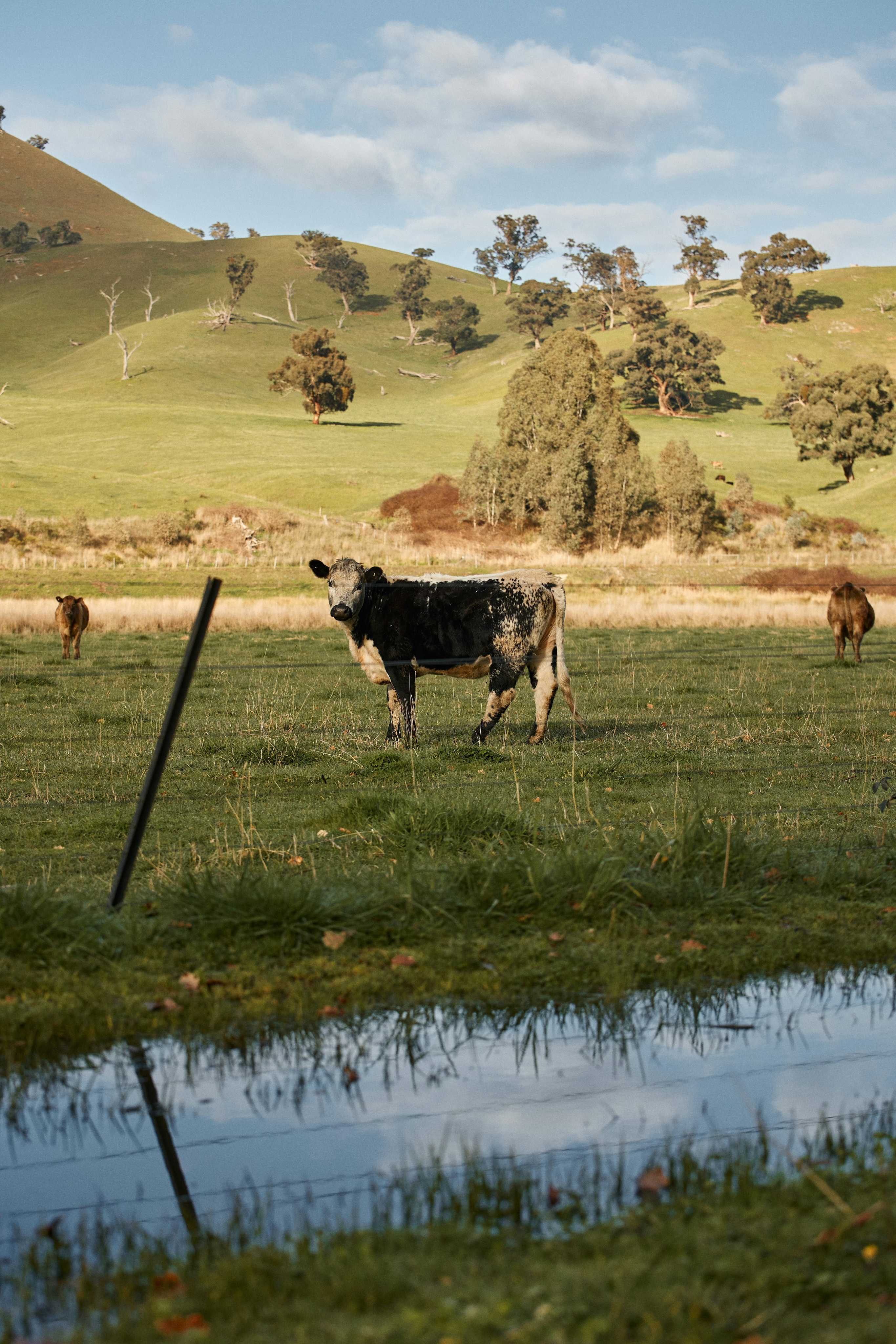 Cow in a field