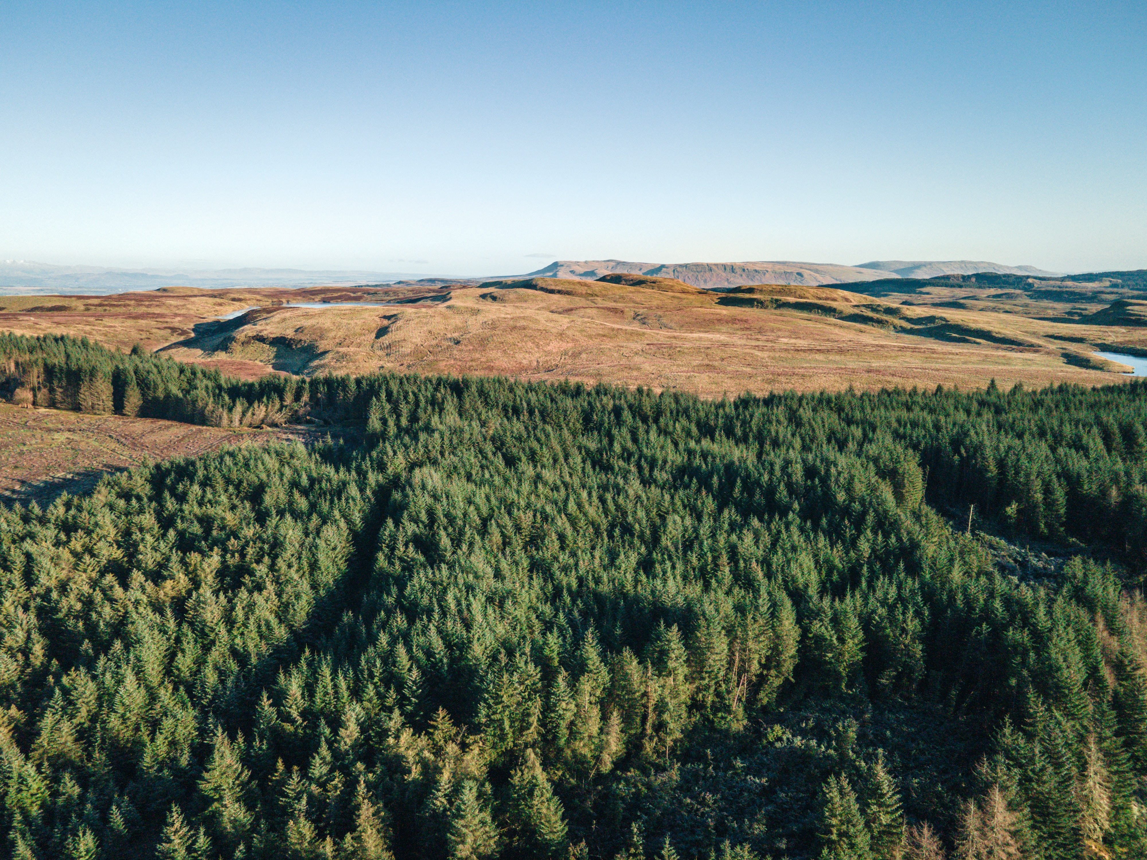 Pine forest
