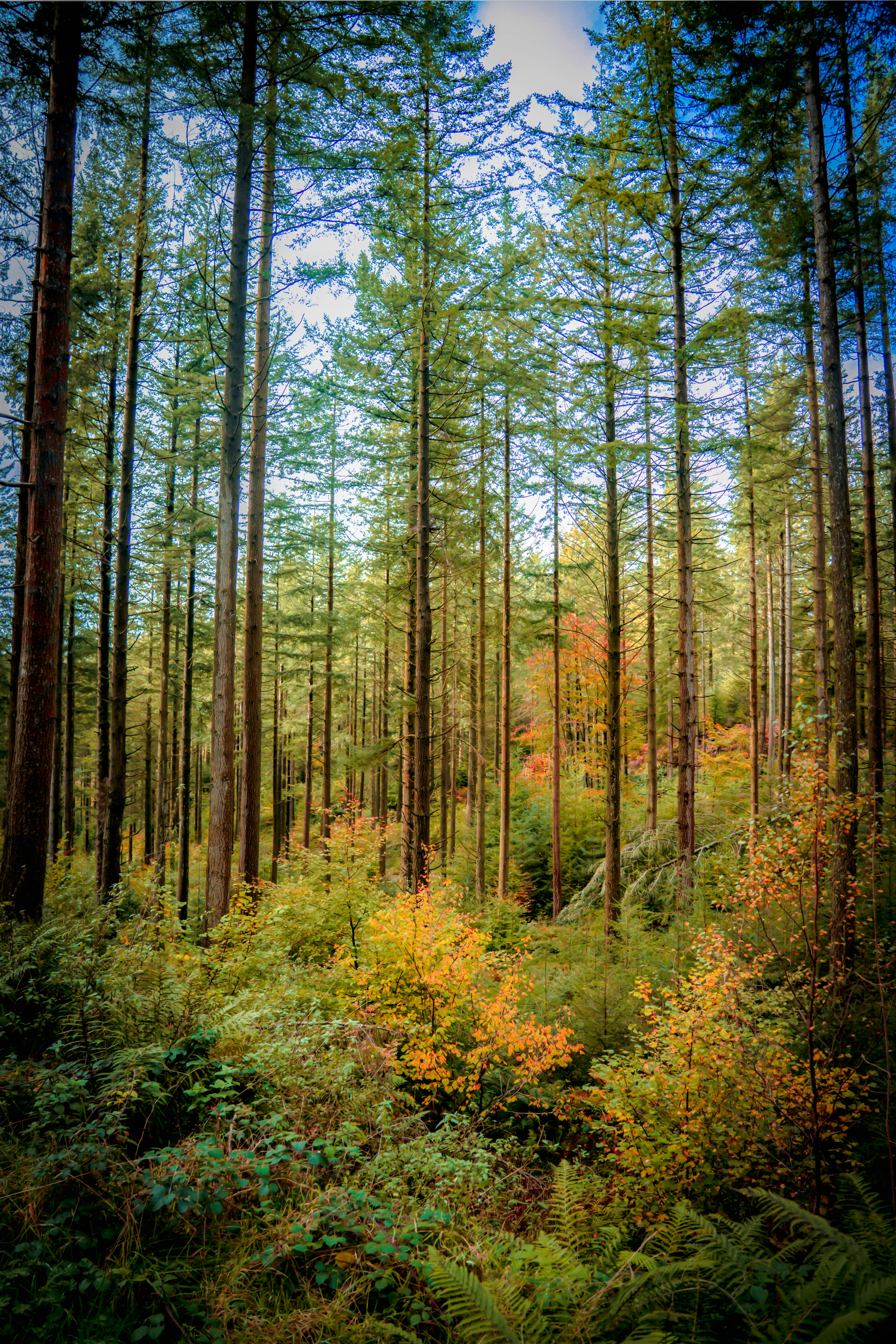 Forest